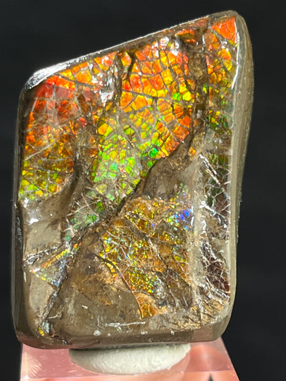 Ammolite freeform