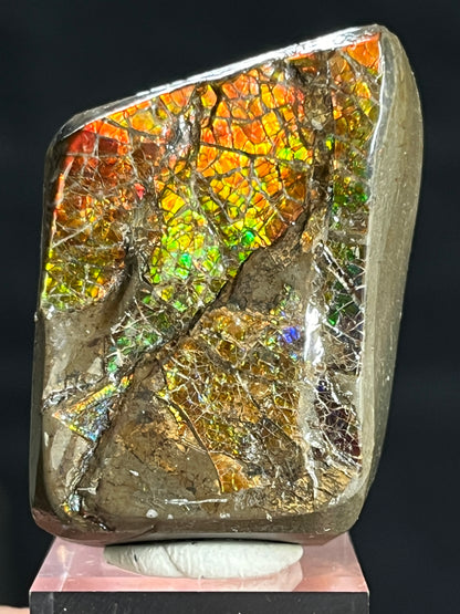 Ammolite freeform