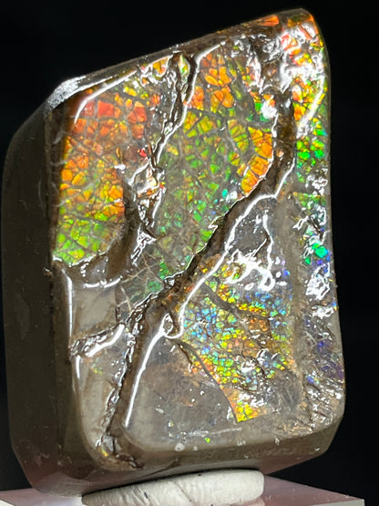 Ammolite freeform