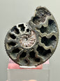 Pyrite replaced Ammonite fossil