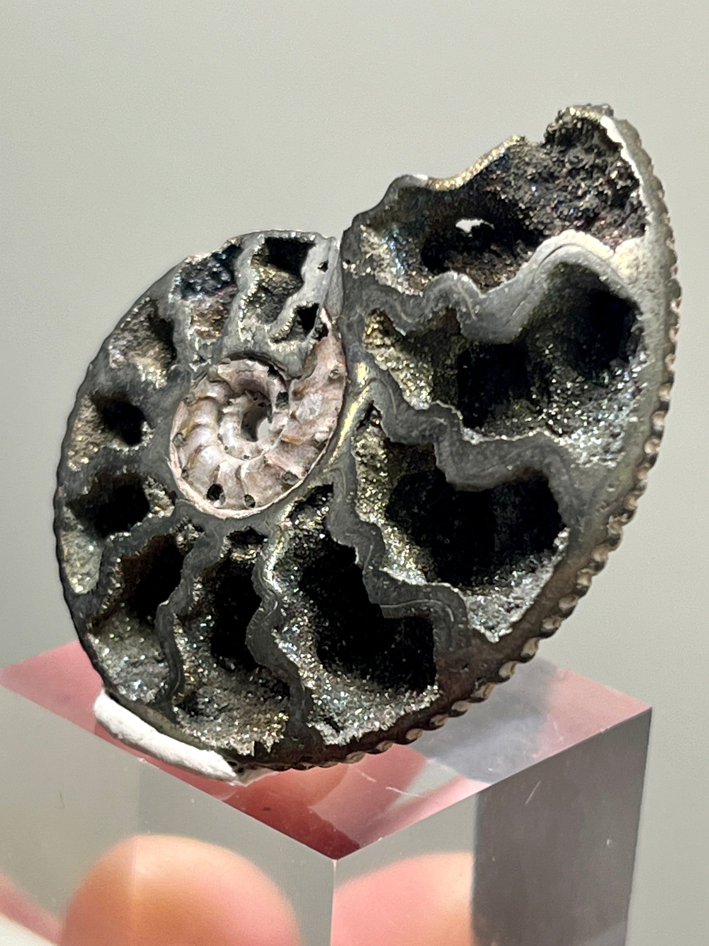 Pyrite replaced Ammonite fossil