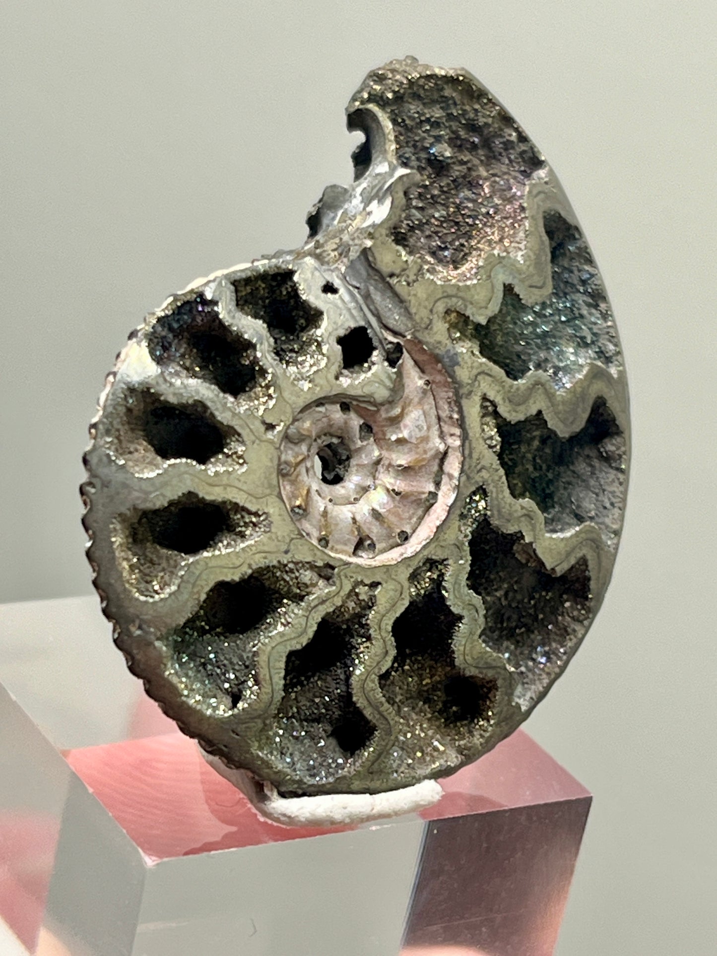 Pyrite replaced Ammonite fossil