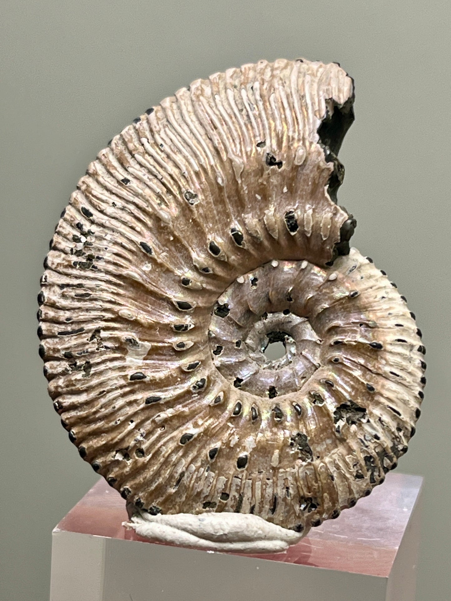 Pyrite replaced Ammonite fossil