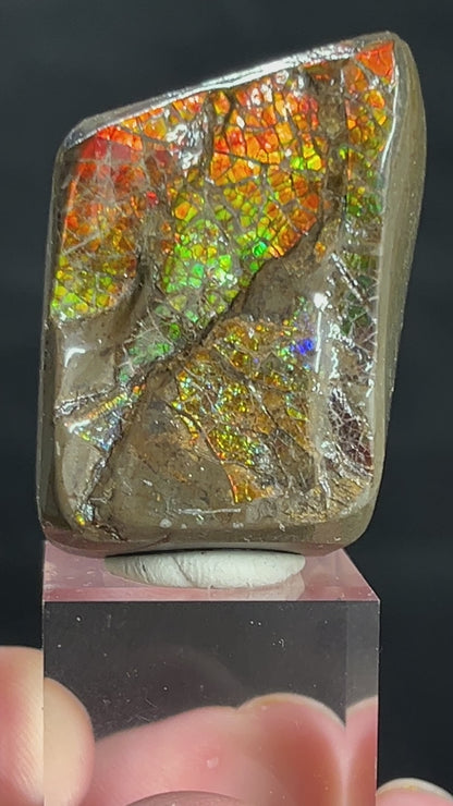 Ammolite freeform