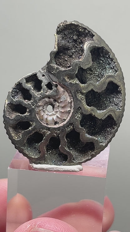 Pyrite replaced Ammonite fossil